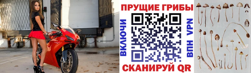 где продают наркотики  Красноуральск  darknet официальный сайт  Псилоцибиновые грибы прущие грибы 